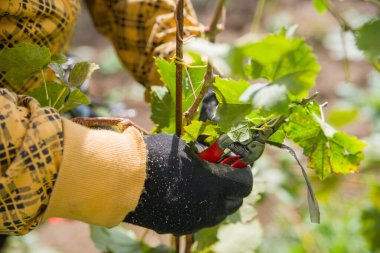Genç bir üzüm bağında işçi kuru erik, kravat ve kazık.