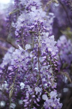 Bahar çiçekleri. Bahçede çiçek açan ağaç.