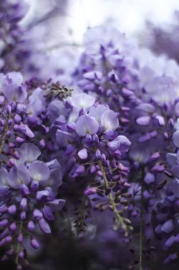 Bahar çiçekleri. Bahçede çiçek açan ağaç.