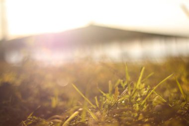 Bulanık dağ arka planında sabah çim manzarası