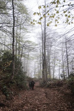 Mtirala Ulusal Parkı Mistik sisli havada, Georgia