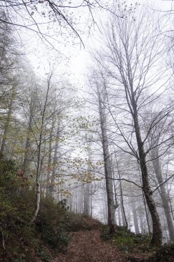 Mtirala Ulusal Parkı Mistik sisli havada, Georgia