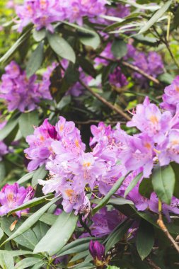 Orman çiçeğinin yakın görüntüsü