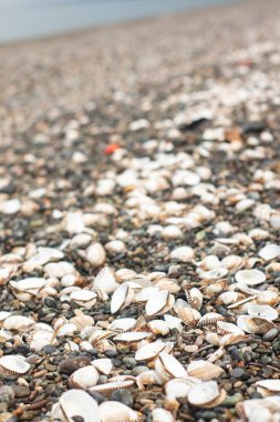 Yazın çakıl taşlı sahilde deniz kabukları. Karadeniz, Gürcistan