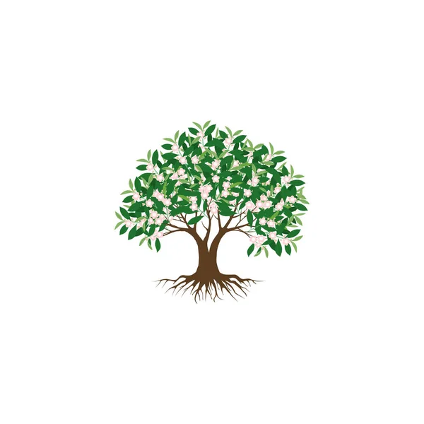 Цветок Дерева Корни Зелеными Листьями Выглядят Красиво Освежающе Дерево Корни — стоковый вектор