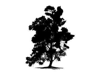 Kökü ya da çıplak ağaç silueti olan Kara Dal Ağacı. El çizimi izole çizimler. Ağaç ve kökler LOGO biçimi.