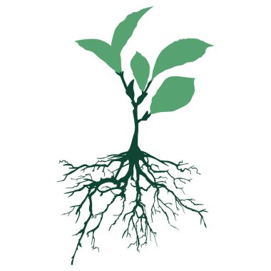Yaprakları siluetli yeşil ağaç ve kökler güzel ve ferahlatıcı görünüyor. Ağaç ve kökler LOGO tarzı. El çizimi izole çizimler.