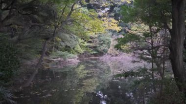 Meiji Tapınağı, Tokyo Japonya 2022