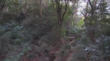 Meiji Tapınağı, Tokyo Japonya 2022