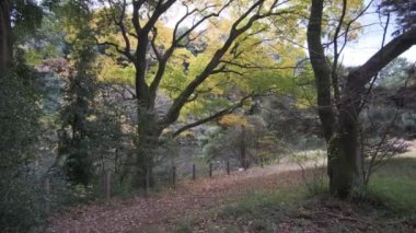 Meiji Tapınağı, Tokyo Japonya 2022