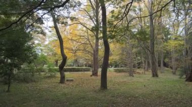 Tokyo Yoyogi Parkı 2022 Sonbahar