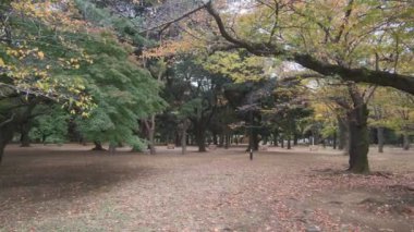 Tokyo Yoyogi Parkı 2022 Sonbahar