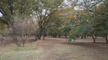 Tokyo Yoyogi Parkı 2022 Sonbahar