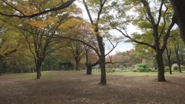 Tokyo Yoyogi Parkı 2022 Sonbahar