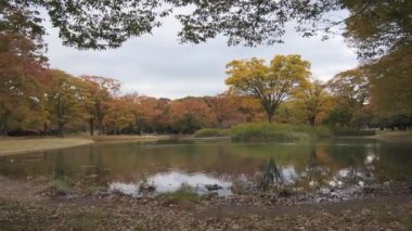 Tokyo Yoyogi Parkı 2022 Sonbahar