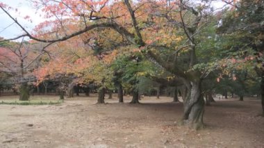 Tokyo Yoyogi Parkı 2022 Sonbahar