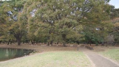 Tokyo Yoyogi Parkı 2022 Sonbahar