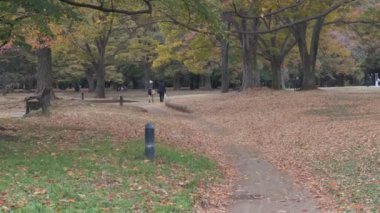 Tokyo Yoyogi Parkı 2022 Sonbahar