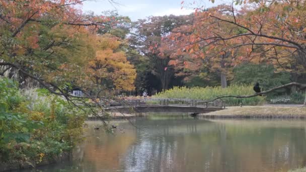 東京代々木公園2022秋 — ストック動画