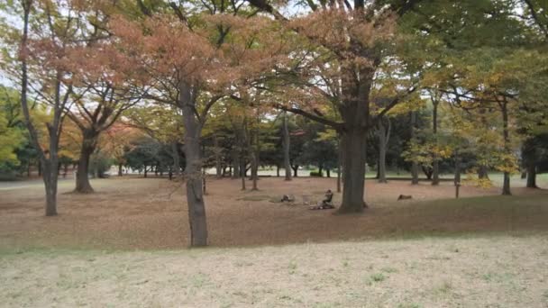 Tokyo Yoyogi Park 2022 Herfst — Stockvideo