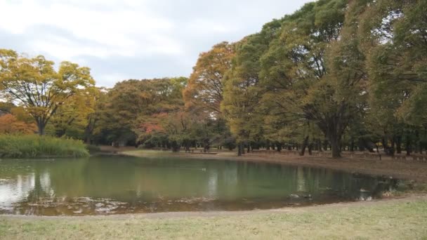 Tokyo Yoyogi Park 2022 Autunno — Video Stock