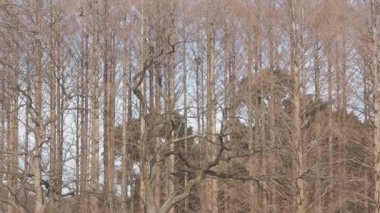 Mizumoto Park Metasequoia Ormanı Kış, Japonya Tokyo