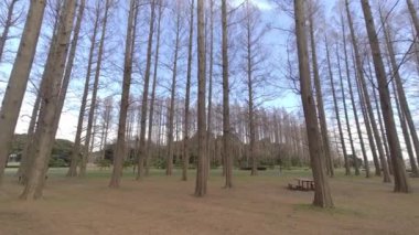 Mizumoto Park Metasequoia Ormanı Kış, Japonya Tokyo