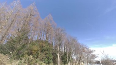 Mizumoto Park Metasequoia Ormanı Kış, Japonya Tokyo