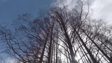 Mizumoto Park Metasequoia Ormanı Kış, Japonya Tokyo