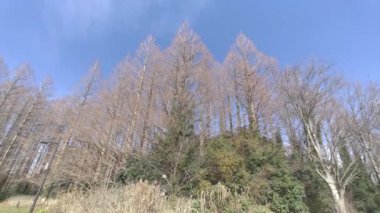 Mizumoto Park Metasequoia Ormanı Kış, Japonya Tokyo