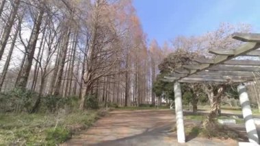 Mizumoto Park Metasequoia Ormanı Kış, Japonya Tokyo