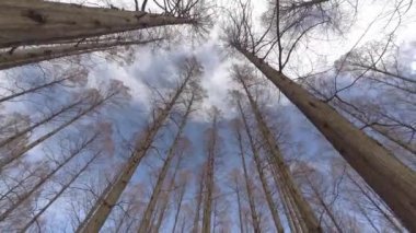 Mizumoto Park Metasequoia Ormanı Kış, Japonya Tokyo