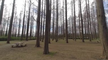 Mizumoto Park Metasequoia Ormanı Kış, Japonya Tokyo