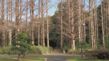 Mizumoto Park Metasequoia Ormanı Kış, Japonya Tokyo