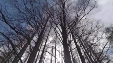 Mizumoto Park Metasequoia Ormanı Kış, Japonya Tokyo