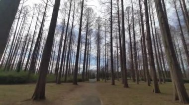 Mizumoto Park Metasequoia Ormanı Kış, Japonya Tokyo