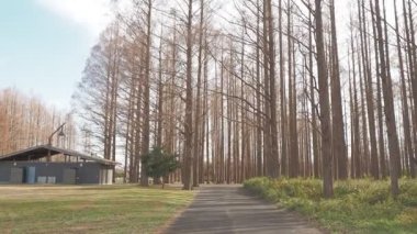 Mizumoto Park Metasequoia Ormanı Kış, Japonya Tokyo