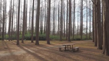 Mizumoto Park Metasequoia Ormanı Kış, Japonya Tokyo