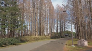 Mizumoto Park Metasequoia Ormanı Kış, Japonya Tokyo