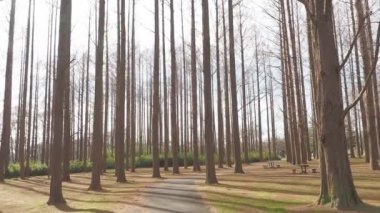 Mizumoto Park Metasequoia Ormanı Kış, Japonya Tokyo