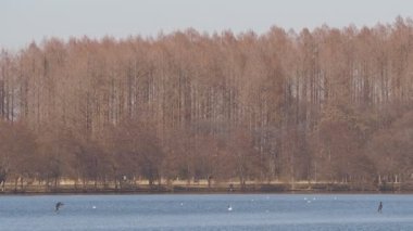 Mizumoto Park Metasequoia Ormanı Kış, Japonya Tokyo