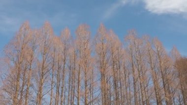 Mizumoto Park Metasequoia Ormanı Kış, Japonya Tokyo