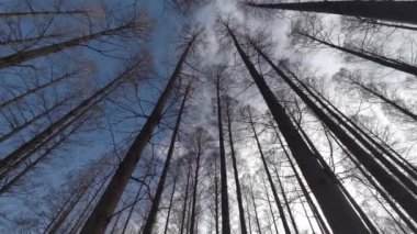 Mizumoto Park Metasequoia Ormanı Kış, Japonya Tokyo