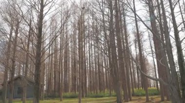 Mizumoto Park Metasequoia Ormanı Kış, Japonya Tokyo