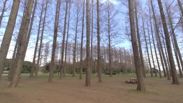 Parque Mizumoto Bosque Metasequoia Invierno Japón Tokio — Vídeo de stock