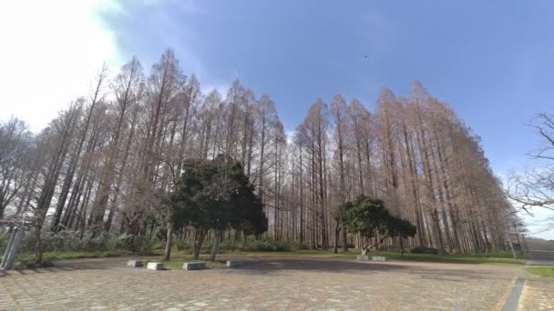 Mizumoto Park Metasequoia Ormanı Kış Japonya Tokyo — Stok video