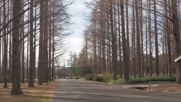 Mizumoto Park Metasequoia Forest Winter Japão Tóquio — Vídeo de Stock
