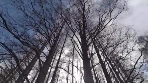 Mizumoto Park Metasequoia Forest Winter Japão Tóquio — Vídeo de Stock