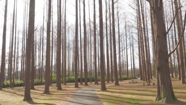 Mizumoto Park Metasequoia Forest Winter Japan Tokyo — стокове відео