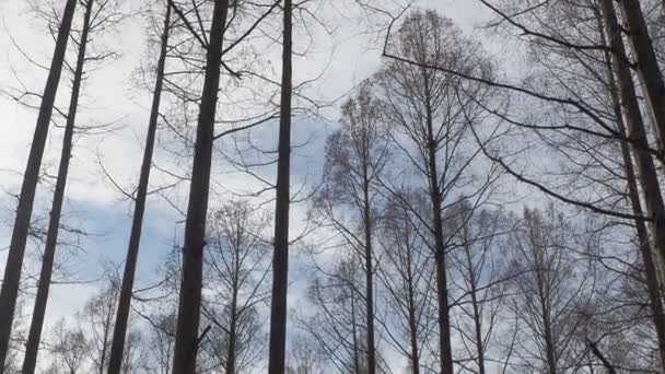 Mizumoto Park Metasequoia Forest Winter Ιαπωνία Τόκιο — Αρχείο Βίντεο